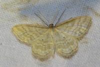 Idaea fuscovenosa