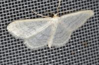 Idaea subsericeata