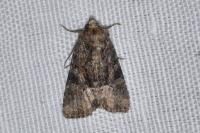 Oligia