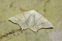 Ourapteryx sambucaria