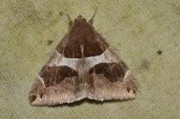 Dysgonia algira