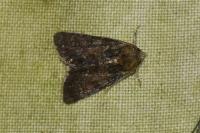 Oligia