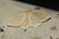Idaea straminata
