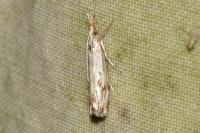 Catoptria falsella