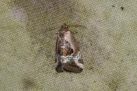 Elaphria venustula
