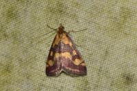 Pyrausta purpuralis