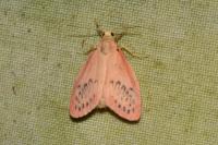 Miltochrista miniata