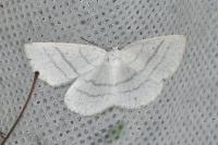 Cabera pusaria