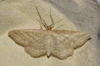 Idaea macilentaria