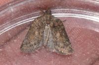 Nycteola revayana