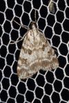 Scoparia pyralella