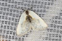 Cilix glaucata