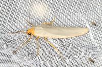 Eilema caniola