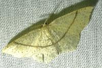 Cyclophora punctaria