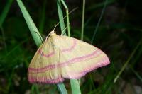 Rhodostrophia calabra