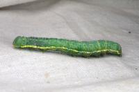 Drymonia ruficornis