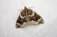 Eulithis prunata