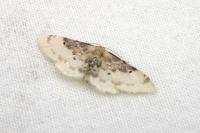 Idaea filicata