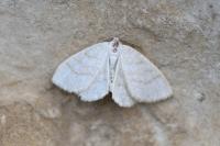 Cabera exanthemata