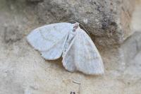 Cabera exanthemata