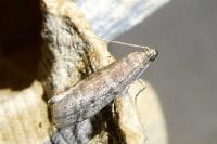 Ephestia woodiella