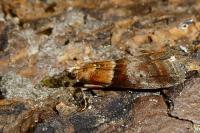 Acrobasis repandana