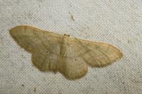 Idaea straminata