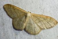 Idaea straminata