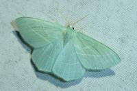 Hemistola chrysoprasaria