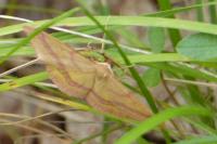 Rhodostrophia calabra