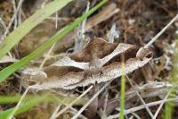 Dysgonia algira