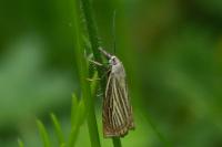 Chrysoteuchia culmella