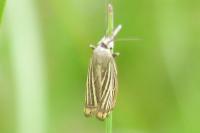 Chrysoteuchia culmella