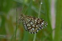 Chiasmia clathrata