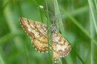 Ematurga atomaria
