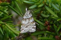 Scoparia pyralella