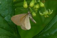 Minoa murinata
