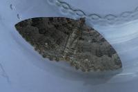 Triphosa dubitata