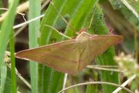 Rhodostrophia calabra