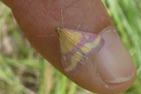 Pyrausta virginalis