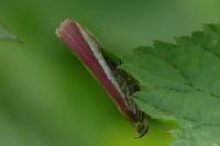 Oncocera semirubella