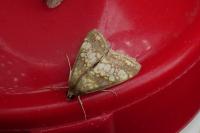 Evergestis politalis/dumerlei/marocana/marionalis