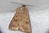 Caradrina morpheus