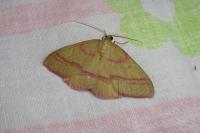 Rhodostrophia calabra