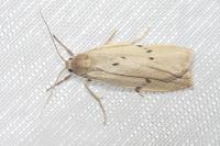Pelosia muscerda