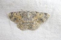 Charissa variegata
