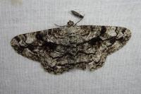 Peribatodes umbraria umbraria