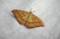 Rhodostrophia calabra