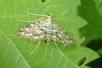 Elophila nymphaeata