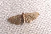 Eupithecia haworthiata